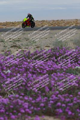 media/Jan-14-2023-SoCal Trackdays (Sat) [[497694156f]]/Turn 14 Exit Bloomig (145pm)/